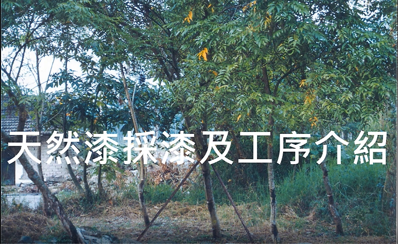 天然漆採漆及工序介紹